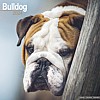 Bulldog Calendar